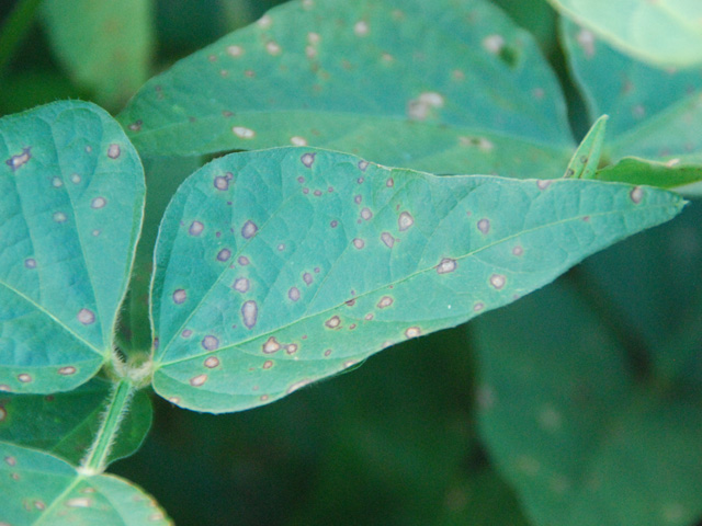 The pathogen that causes frogeye leaf spot in soybeans is increasingly resistant to the QoI class of fungicides, or strobilurins. (Photo courtesy Tom Allen, Mississippi State University) 